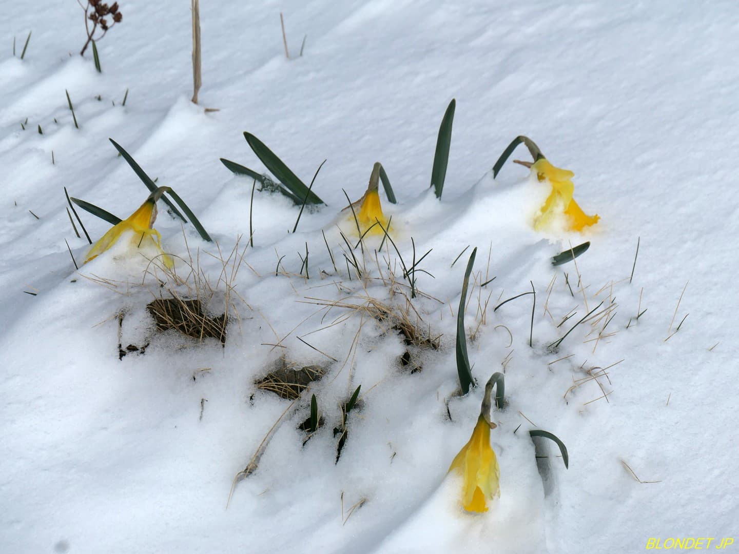 Neige tardive en Chartreuse