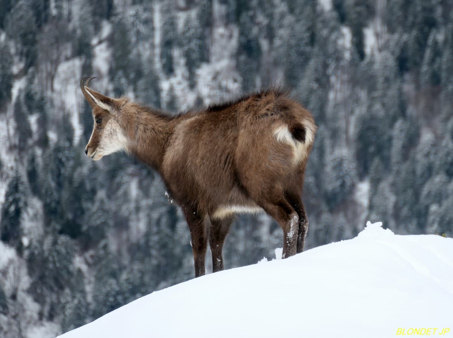 Chamois de Chartreuse