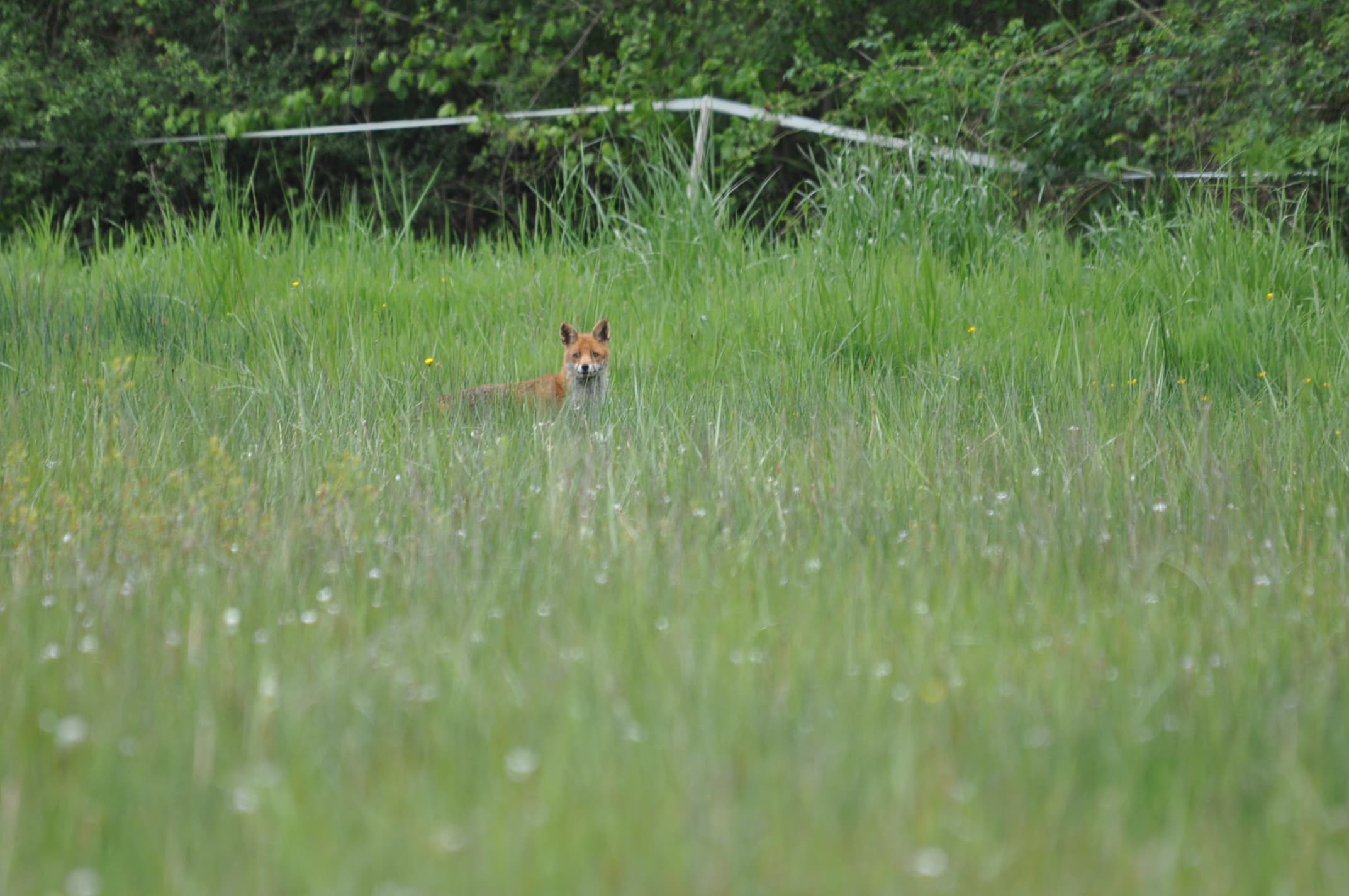 Cache cache avec le renard !!!