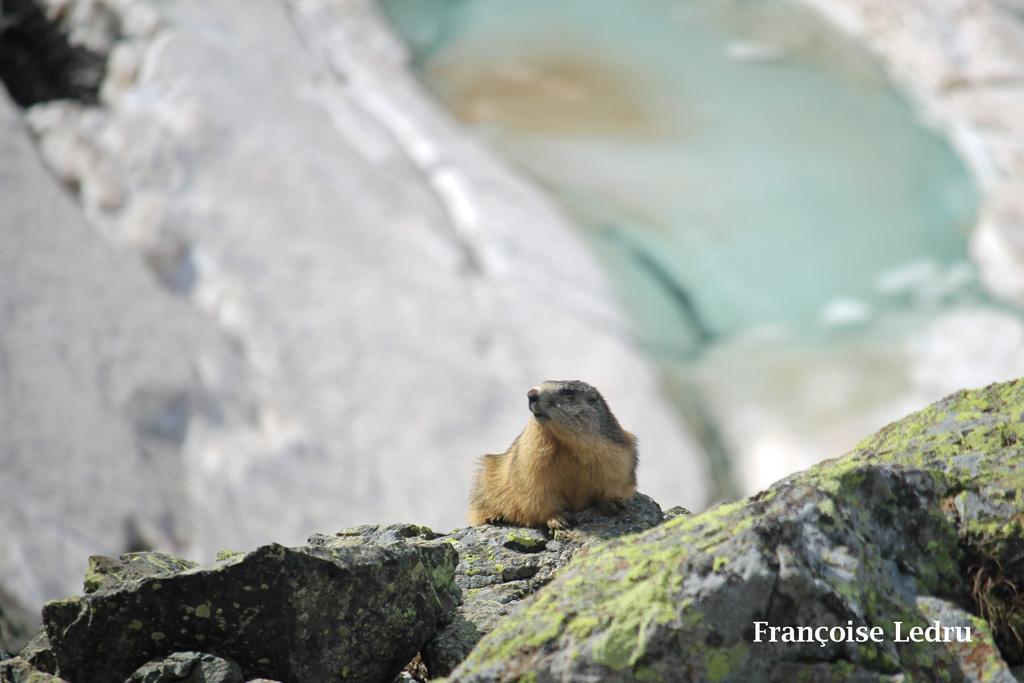 Marmotte devant un lac en débâcle