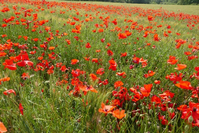 champs de blé avec coquelicots en masse