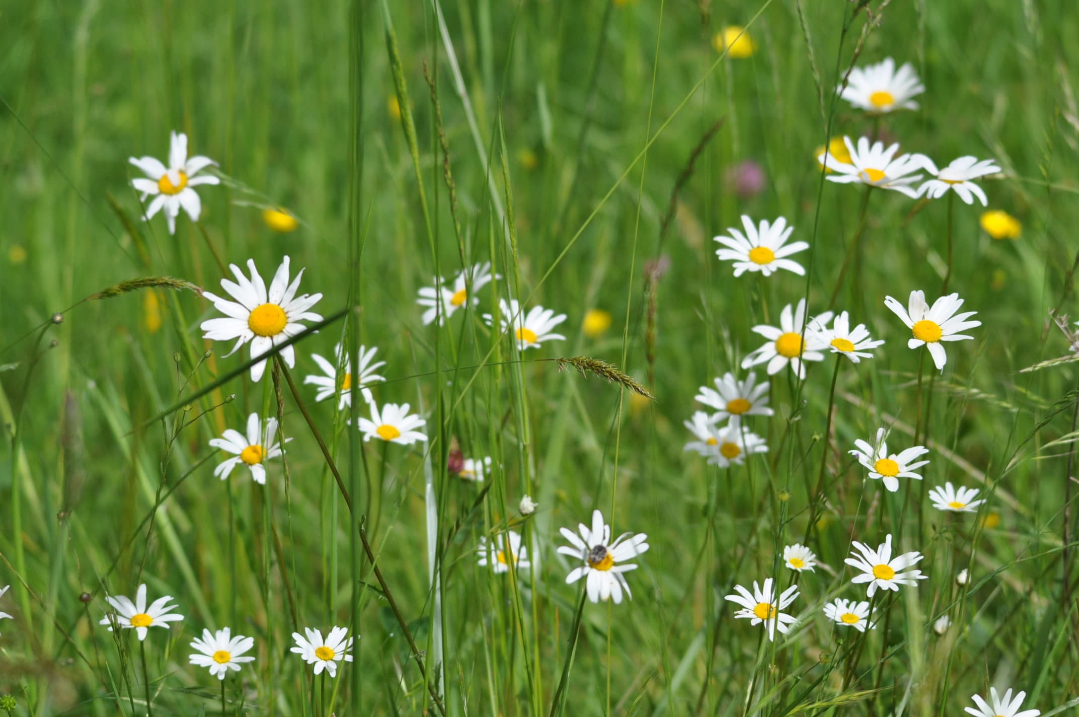 Elles attendent .. le soleil !!!