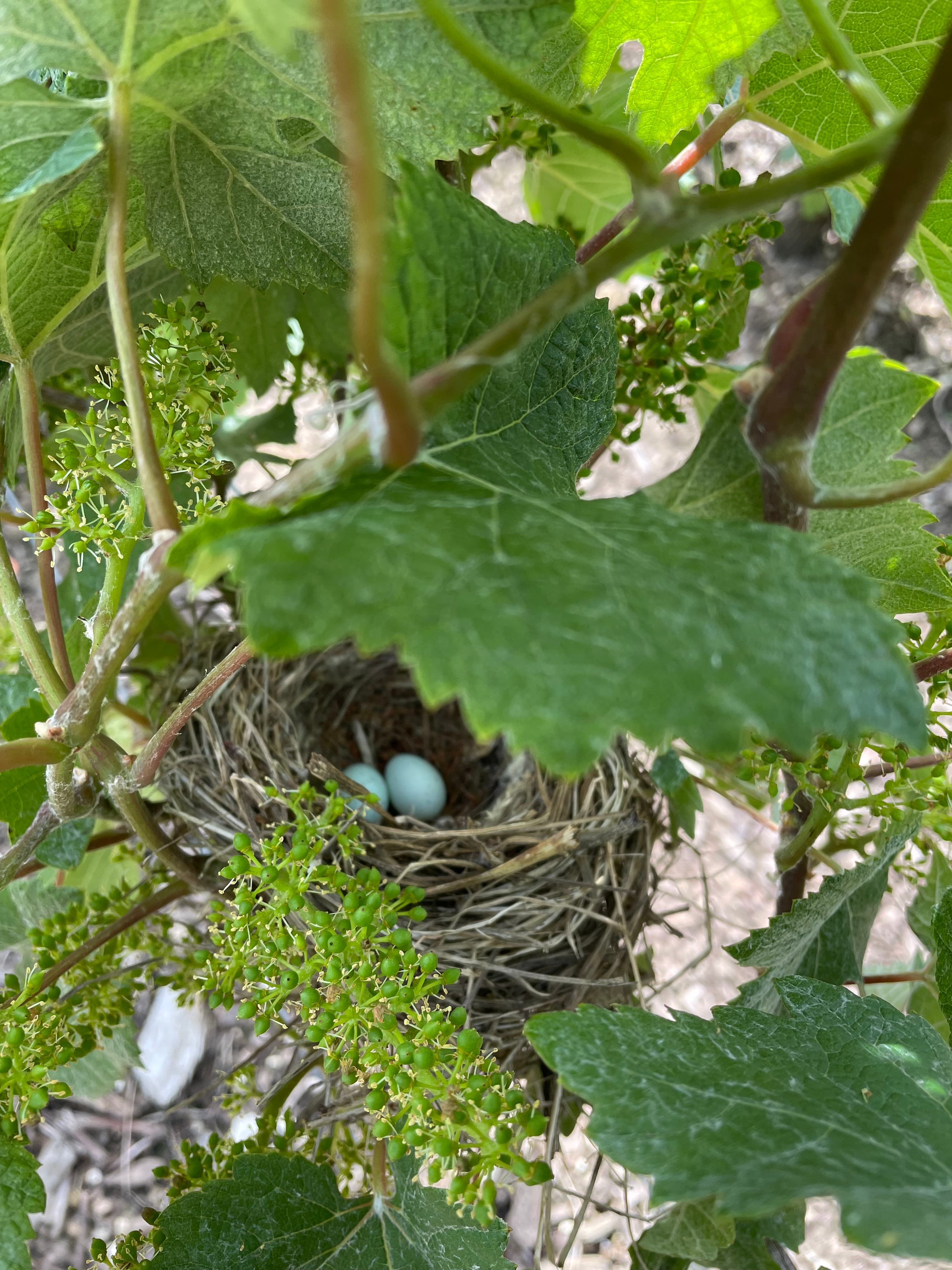 Nid d’oiseau ds la vigne