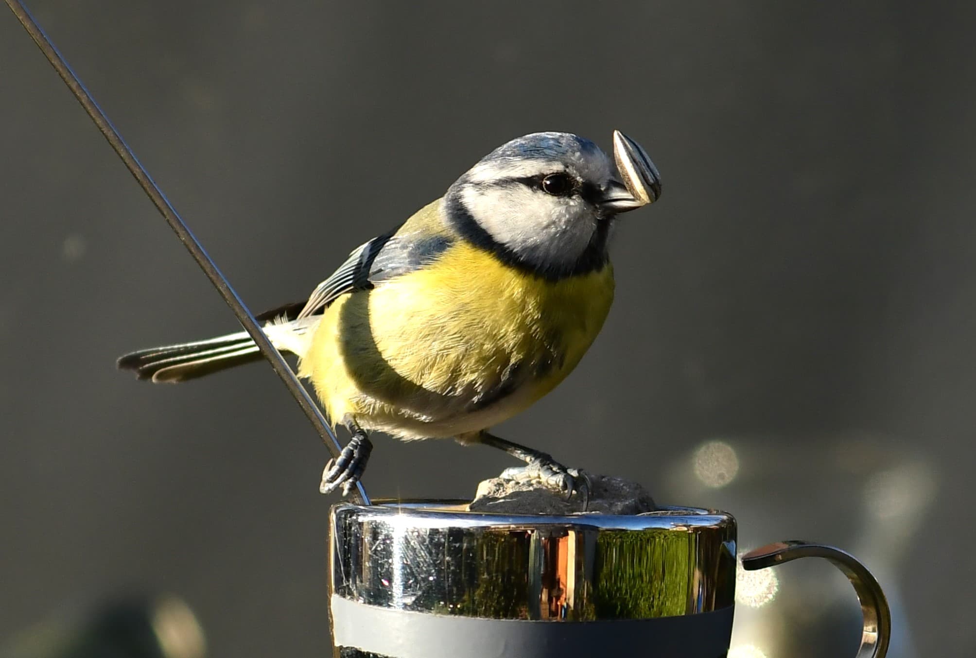 étonnante mésange bleue