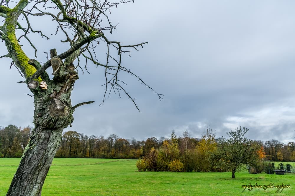 Toujours du gris automnal