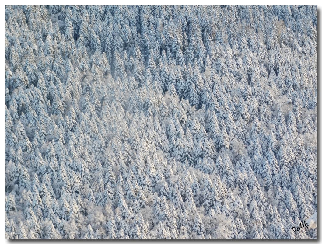 Forêt blanche