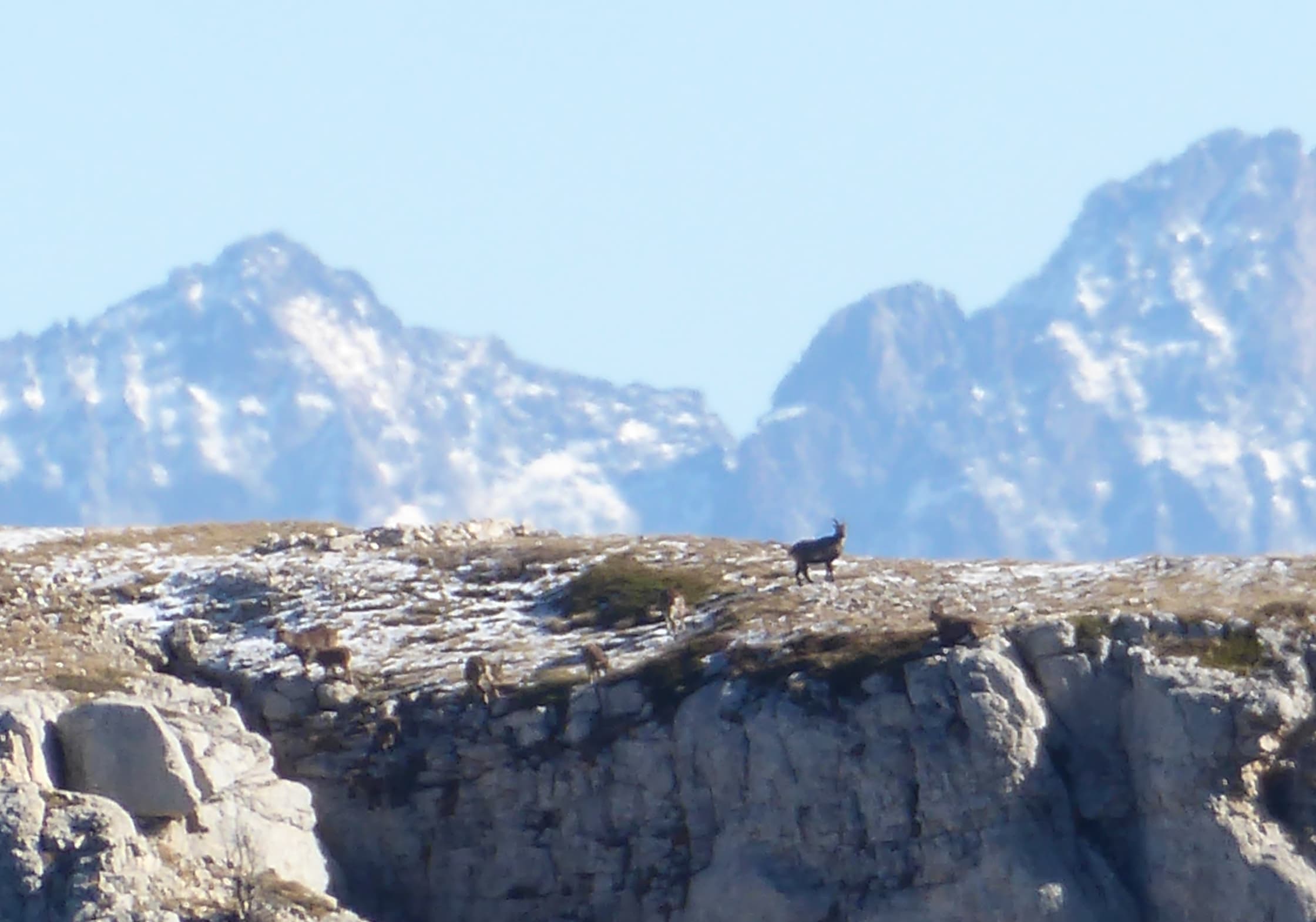 troupeau de bouquetins au sommet du Mont Aiguille