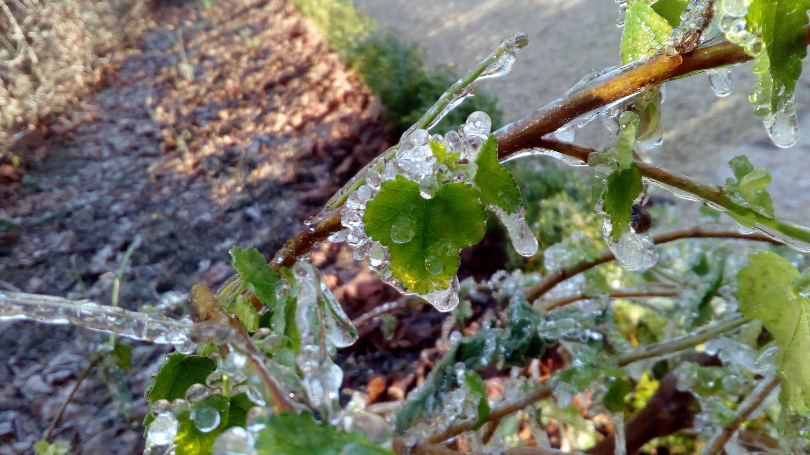 Le matin 20250114 au Parc de Sceaux