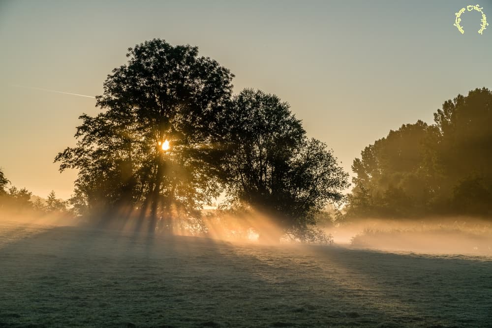 Rayons paresseux