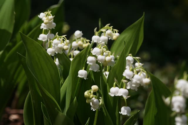 Image d'illustration pour Le muguet du premier mai répond encore présent