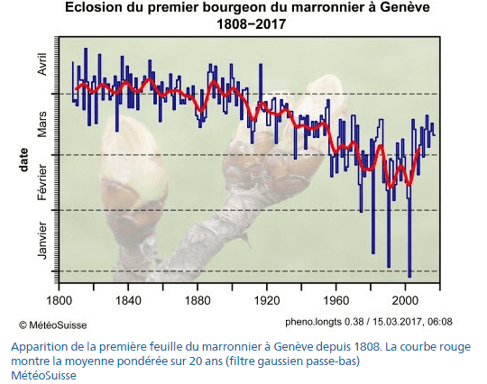 Image d'illustration pour Eclosion du premier bourgeon du marronnier de Génève