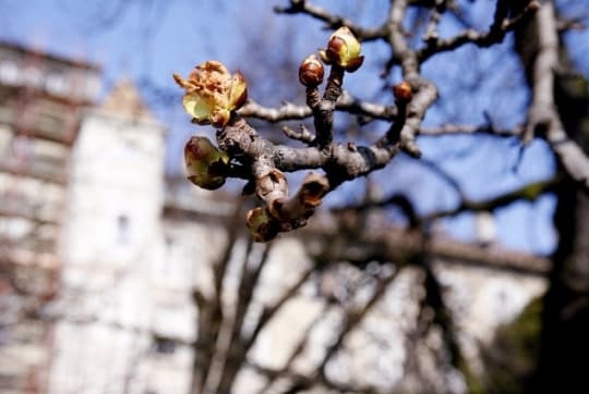 Image d'illustration pour Eclosion du premier bourgeon du marronnier de Génève