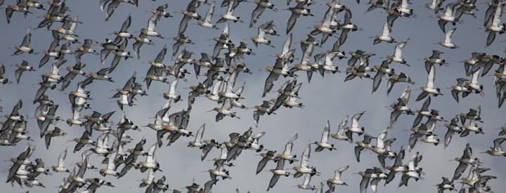 Image d'illustration pour EuroBirdWatch : observez la migration des oiseaux ce week-end