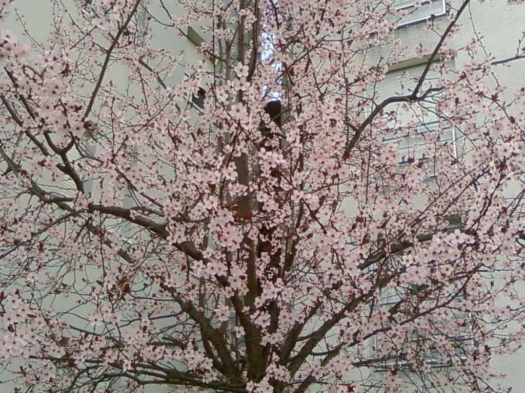 Image d'illustration pour Printemps : soleil et douceur sur la France (suivi)