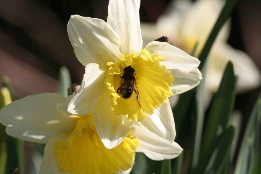 Image d'illustration pour Printemps : soleil et douceur sur la France (suivi)