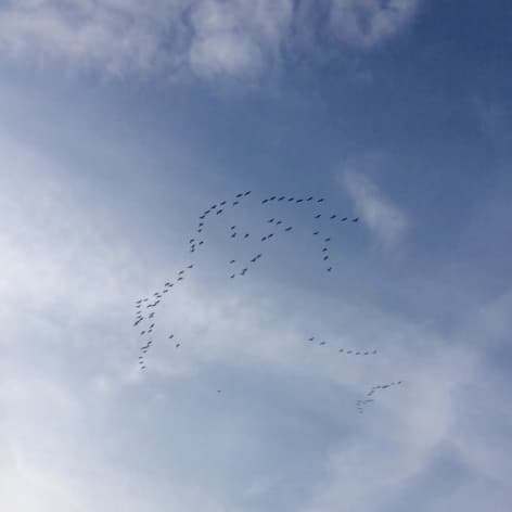 Image d'illustration pour Oiseaux migrateurs et pollens annoncent l'arrivée du printemps