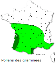 Image d'illustration pour Marronnier de Genève, printemps, pollens et allergies
