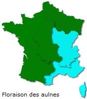 Image d'illustration pour Marronnier de Genève, printemps, pollens et allergies