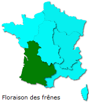 Image d'illustration pour Marronnier de Genève, printemps, pollens et allergies