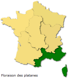 Image d'illustration pour Marronnier de Genève, printemps, pollens et allergies